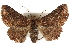  (Pericyma mendax - CCDB-29000-D11)  @15 [ ] CreativeCommons - Attribution (2016) CBG Photography Group Centre for Biodiversity Genomics