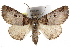  (Pericyma metaleuca - CCDB-29000-D12)  @15 [ ] CreativeCommons - Attribution (2016) CBG Photography Group Centre for Biodiversity Genomics
