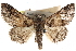  (Pericyma atrifusa - CCDB-29000-E01)  @14 [ ] CreativeCommons - Attribution (2016) CBG Photography Group Centre for Biodiversity Genomics