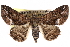  (Pericyma sp - CCDB-29000-E02)  @15 [ ] CreativeCommons - Attribution (2016) CBG Photography Group Centre for Biodiversity Genomics