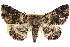  ( - CCDB-29000-E03)  @14 [ ] CreativeCommons - Attribution (2016) CBG Photography Group Centre for Biodiversity Genomics