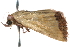  ( - CCDB-29000-E05)  @13 [ ] CreativeCommons - Attribution (2016) CBG Photography Group Centre for Biodiversity Genomics
