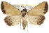  (Phytometra subflavalis - CCDB-29000-E06)  @15 [ ] CreativeCommons - Attribution (2016) CBG Photography Group Centre for Biodiversity Genomics