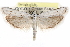  (Homoeosoma illuviella - CCDB-29001-B02)  @15 [ ] CreativeCommons - Attribution (2016) CBG Photography Group Centre for Biodiversity Genomics