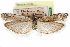  ( - CCDB-29001-B04)  @11 [ ] CreativeCommons - Attribution (2016) CBG Photography Group Centre for Biodiversity Genomics