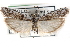  ( - CCDB-29001-B09)  @11 [ ] CreativeCommons - Attribution (2016) CBG Photography Group Centre for Biodiversity Genomics