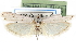  (Homoeosoma eremophasma - CCDB-29001-B12)  @14 [ ] CreativeCommons - Attribution (2016) CBG Photography Group Centre for Biodiversity Genomics