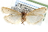  ( - CCDB-29001-C02)  @11 [ ] CreativeCommons - Attribution (2016) CBG Photography Group Centre for Biodiversity Genomics