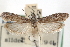  ( - CCDB-29001-C05)  @11 [ ] CreativeCommons - Attribution (2016) CBG Photography Group Centre for Biodiversity Genomics