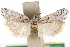  ( - CCDB-29001-F09)  @11 [ ] CreativeCommons - Attribution (2016) CBG Photography Group Centre for Biodiversity Genomics