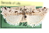  ( - CCDB-29001-F12)  @11 [ ] CreativeCommons - Attribution (2016) CBG Photography Group Centre for Biodiversity Genomics