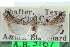  ( - CCDB-29002-A03)  @11 [ ] CreativeCommons - Attribution (2016) CBG Photography Group Centre for Biodiversity Genomics