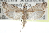  ( - CCDB-29002-B03)  @11 [ ] CreativeCommons - Attribution (2016) CBG Photography Group Centre for Biodiversity Genomics