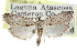  ( - CCDB-29002-B06)  @11 [ ] CreativeCommons - Attribution (2016) CBG Photography Group Centre for Biodiversity Genomics