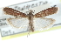  ( - CCDB-29002-B07)  @11 [ ] CreativeCommons - Attribution (2016) CBG Photography Group Centre for Biodiversity Genomics