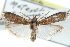  ( - CCDB-29002-B09)  @11 [ ] CreativeCommons - Attribution (2016) CBG Photography Group Centre for Biodiversity Genomics