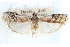  ( - CCDB-29002-C03)  @11 [ ] CreativeCommons - Attribution (2016) CBG Photography Group Centre for Biodiversity Genomics