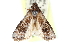  ( - CCDB-29002-C06)  @11 [ ] CreativeCommons - Attribution (2016) CBG Photography Group Centre for Biodiversity Genomics