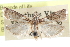  ( - CCDB-29002-E08)  @11 [ ] CreativeCommons - Attribution (2016) CBG Photography Group Centre for Biodiversity Genomics