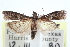 ( - CCDB-29002-F02)  @13 [ ] CreativeCommons - Attribution (2016) CBG Photography Group Centre for Biodiversity Genomics