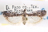  ( - CCDB-29002-F09)  @11 [ ] CreativeCommons - Attribution (2016) CBG Photography Group Centre for Biodiversity Genomics