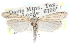  ( - CCDB-29002-G11)  @11 [ ] CreativeCommons - Attribution (2016) CBG Photography Group Centre for Biodiversity Genomics