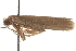 ( - CCDB-29003-A06)  @11 [ ] CreativeCommons - Attribution (2015) CBG Photography Group Centre for Biodiversity Genomics