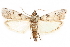  ( - CCDB-29003-C03)  @11 [ ] CreativeCommons - Attribution (2015) CBG Photography Group Centre for Biodiversity Genomics