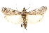  ( - CCDB-29003-C07)  @11 [ ] CreativeCommons - Attribution (2015) CBG Photography Group Centre for Biodiversity Genomics