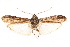  ( - CCDB-29003-C08)  @11 [ ] CreativeCommons - Attribution (2015) CBG Photography Group Centre for Biodiversity Genomics
