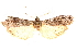  ( - CCDB-29003-C09)  @11 [ ] CreativeCommons - Attribution (2015) CBG Photography Group Centre for Biodiversity Genomics