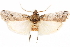  ( - CCDB-29003-D02)  @11 [ ] CreativeCommons - Attribution (2015) CBG Photography Group Centre for Biodiversity Genomics
