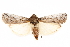  ( - CCDB-29003-D03)  @11 [ ] CreativeCommons - Attribution (2015) CBG Photography Group Centre for Biodiversity Genomics
