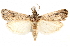  (Melitara apicigrammella - CCDB-29003-D08)  @15 [ ] CreativeCommons - Attribution (2015) CBG Photography Group Centre for Biodiversity Genomics