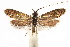  ( - CCDB-29003-G12)  @11 [ ] CreativeCommons - Attribution (2015) CBG Photography Group Centre for Biodiversity Genomics
