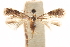  ( - CCDB-29003-H08)  @11 [ ] CreativeCommons - Attribution (2015) CBG Photography Group Centre for Biodiversity Genomics
