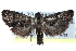  ( - CCDB-29004-A03)  @14 [ ] CreativeCommons - Attribution (2016) CBG Photography Group Centre for Biodiversity Genomics