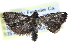  ( - CCDB-29004-A04)  @13 [ ] CreativeCommons - Attribution (2016) CBG Photography Group Centre for Biodiversity Genomics