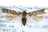  ( - CCDB-29004-D08)  @14 [ ] CreativeCommons - Attribution (2016) CBG Photography Group Centre for Biodiversity Genomics