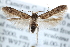  (Blastobasinae - CCDB-29004-D09)  @15 [ ] CreativeCommons - Attribution (2016) CBG Photography Group Centre for Biodiversity Genomics