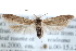  ( - CCDB-29004-D10)  @14 [ ] CreativeCommons - Attribution (2016) CBG Photography Group Centre for Biodiversity Genomics