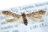  ( - CCDB-29004-D12)  @14 [ ] CreativeCommons - Attribution (2016) CBG Photography Group Centre for Biodiversity Genomics