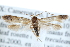  ( - CCDB-29004-E01)  @14 [ ] CreativeCommons - Attribution (2016) CBG Photography Group Centre for Biodiversity Genomics