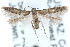  ( - CCDB-29004-F08)  @14 [ ] CreativeCommons - Attribution (2016) CBG Photography Group Centre for Biodiversity Genomics