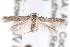  ( - CCDB-29004-G03)  @14 [ ] CreativeCommons - Attribution (2016) CBG Photography Group Centre for Biodiversity Genomics