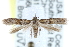  ( - CCDB-29004-G04)  @14 [ ] CreativeCommons - Attribution (2016) CBG Photography Group Centre for Biodiversity Genomics
