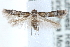  ( - CCDB-29004-G06)  @14 [ ] CreativeCommons - Attribution (2016) CBG Photography Group Centre for Biodiversity Genomics