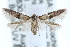  ( - CCDB-29004-G08)  @14 [ ] CreativeCommons - Attribution (2016) CBG Photography Group Centre for Biodiversity Genomics