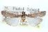  ( - CCDB-28995-A06)  @11 [ ] CreativeCommons - Attribution (2016) CBG Photography Group Centre for Biodiversity Genomics