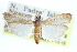  ( - CCDB-28995-A08)  @11 [ ] CreativeCommons - Attribution (2016) CBG Photography Group Centre for Biodiversity Genomics